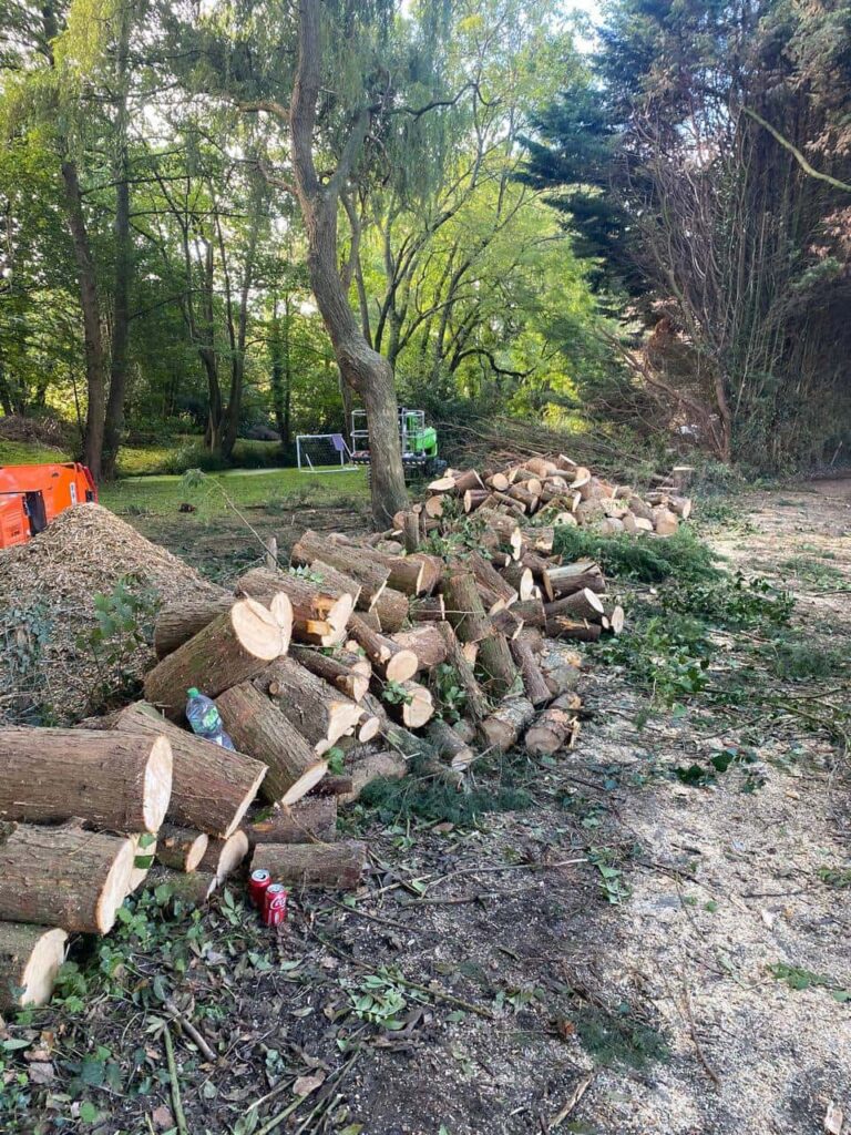 This is a photo of a wood area which is having multiple trees removed. The trees have been cut up into logs and are stacked in a row. Castle Donnington Tree Surgeons